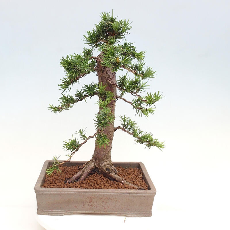 Outdoor bonsai - Taxus cuspidata - Japanese yew