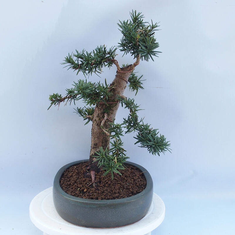 Outdoor bonsai - Taxus cuspidata - Japanese yew