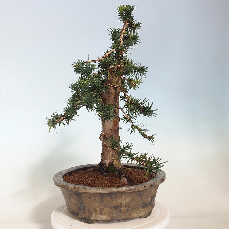 Outdoor bonsai - Taxus cuspidata - Japanese yew