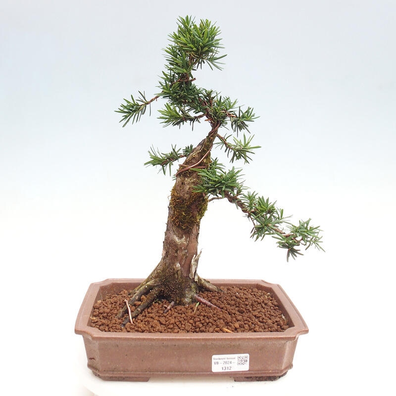 Outdoor bonsai - Taxus cuspidata - Japanese yew