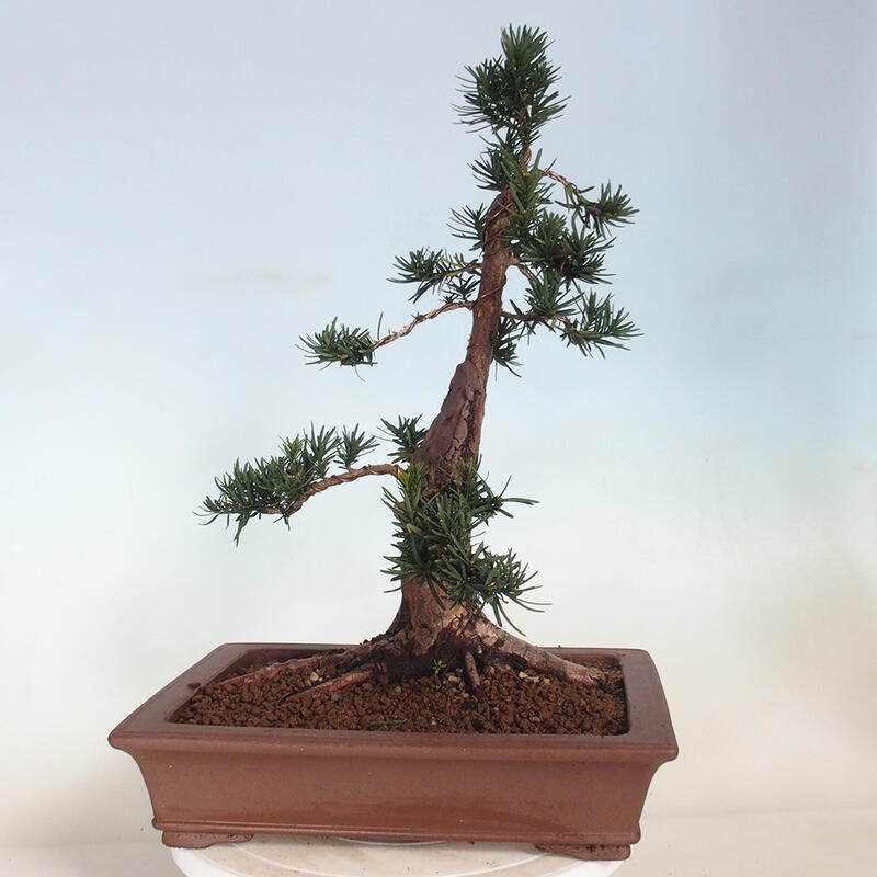 Outdoor bonsai - Taxus cuspidata - Japanese yew