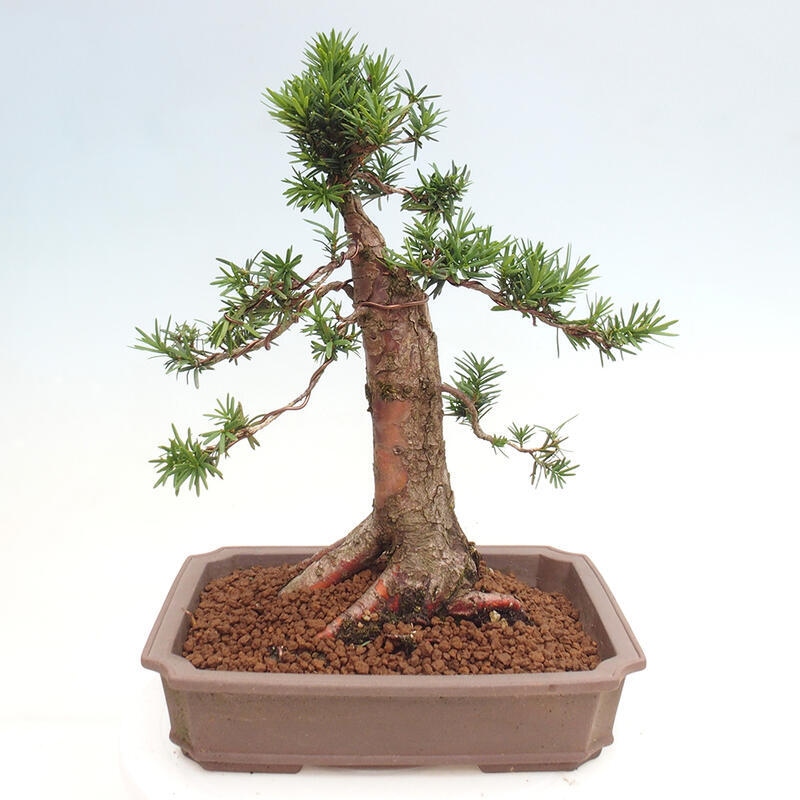 Outdoor bonsai - Taxus cuspidata - Japanese yew