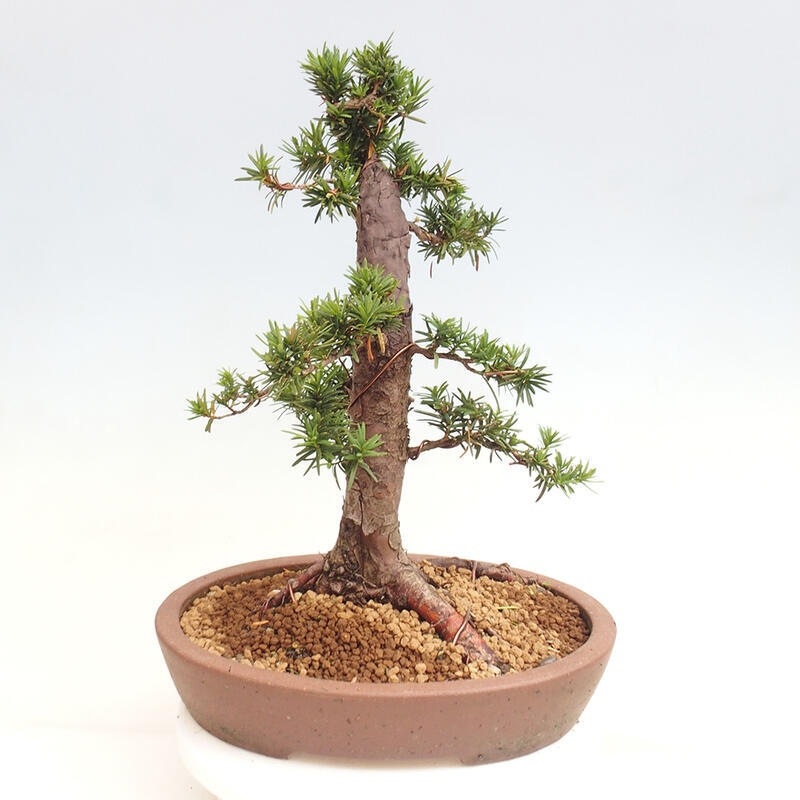 Outdoor bonsai - Taxus cuspidata - Japanese yew