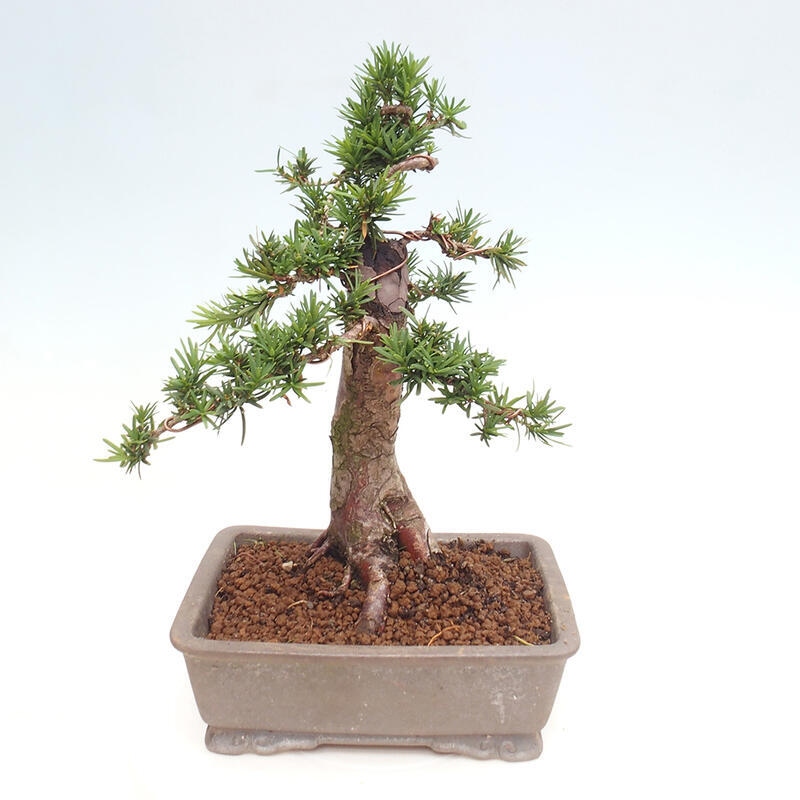 Outdoor bonsai - Taxus cuspidata - Japanese yew