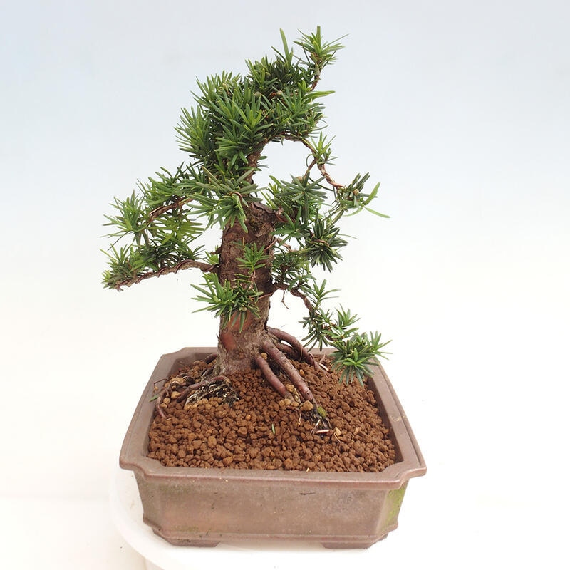 Outdoor bonsai - Taxus cuspidata - Japanese yew