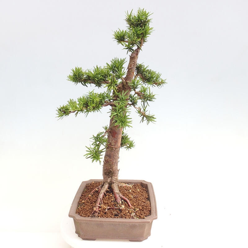 Outdoor bonsai - Taxus cuspidata - Japanese yew