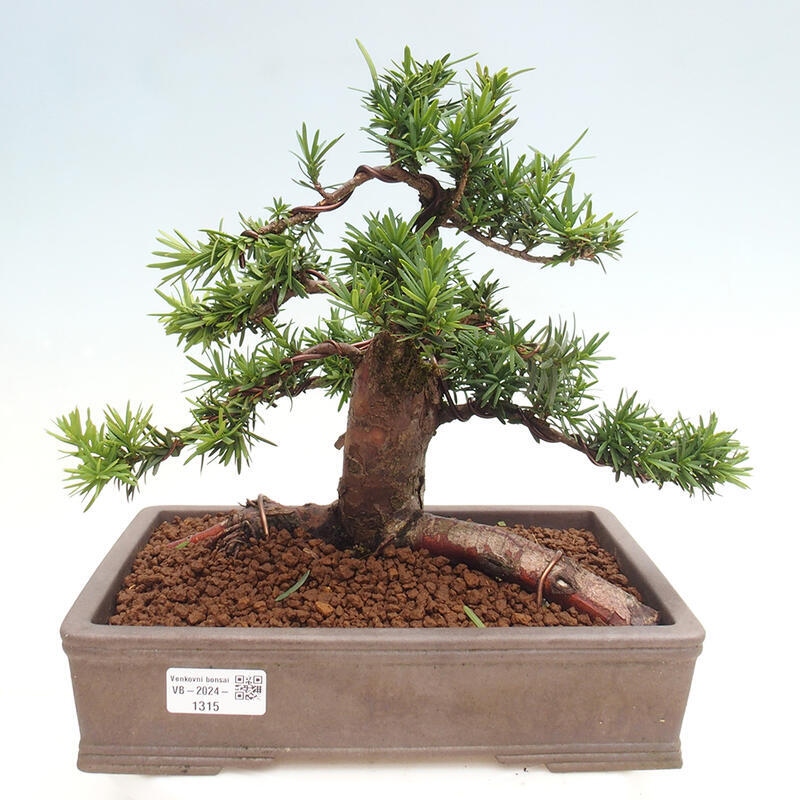 Outdoor bonsai - Taxus cuspidata - Japanese yew