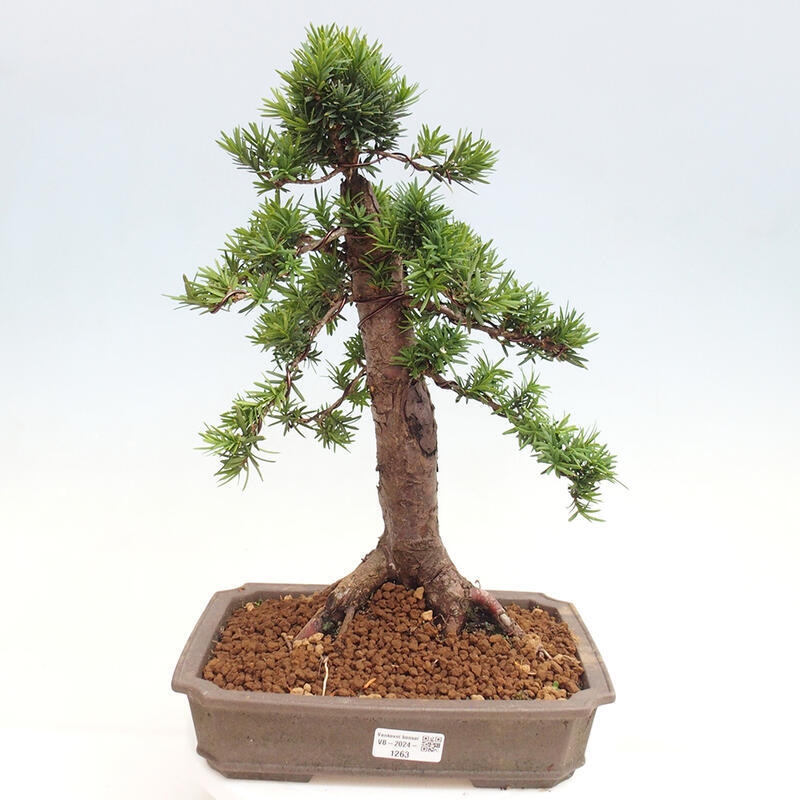 Outdoor bonsai - Taxus cuspidata - Japanese yew