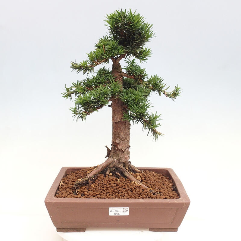 Outdoor bonsai - Taxus cuspidata - Japanese yew