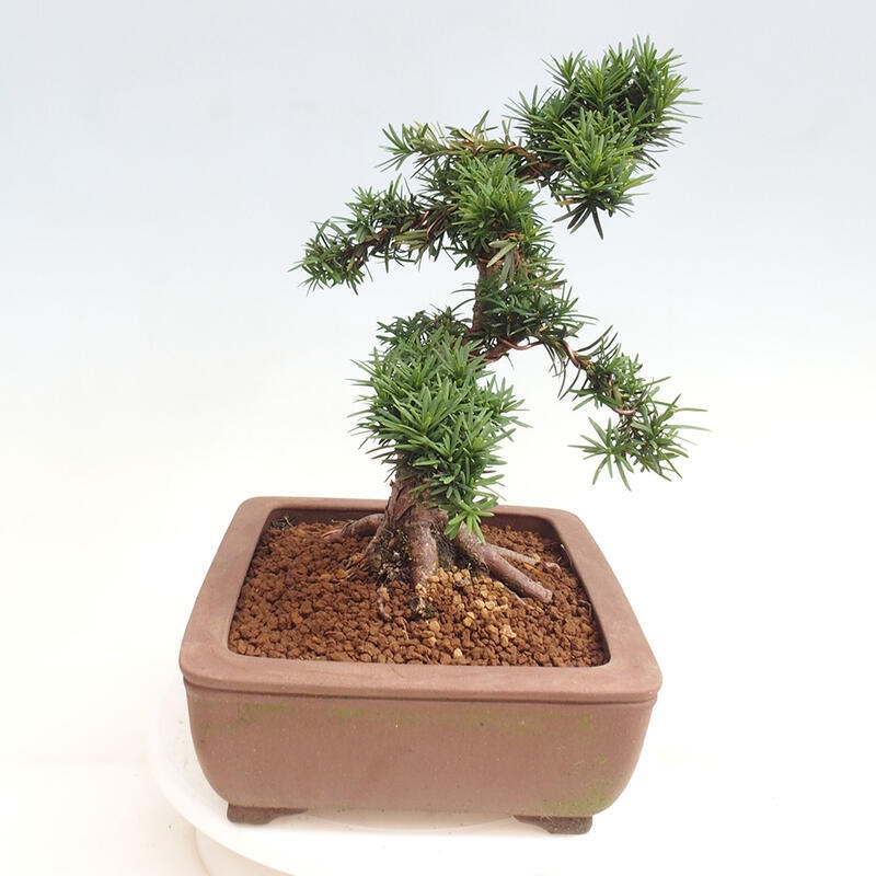 Outdoor bonsai - Taxus cuspidata - Japanese yew