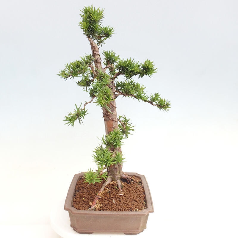 Outdoor bonsai - Taxus cuspidata - Japanese yew