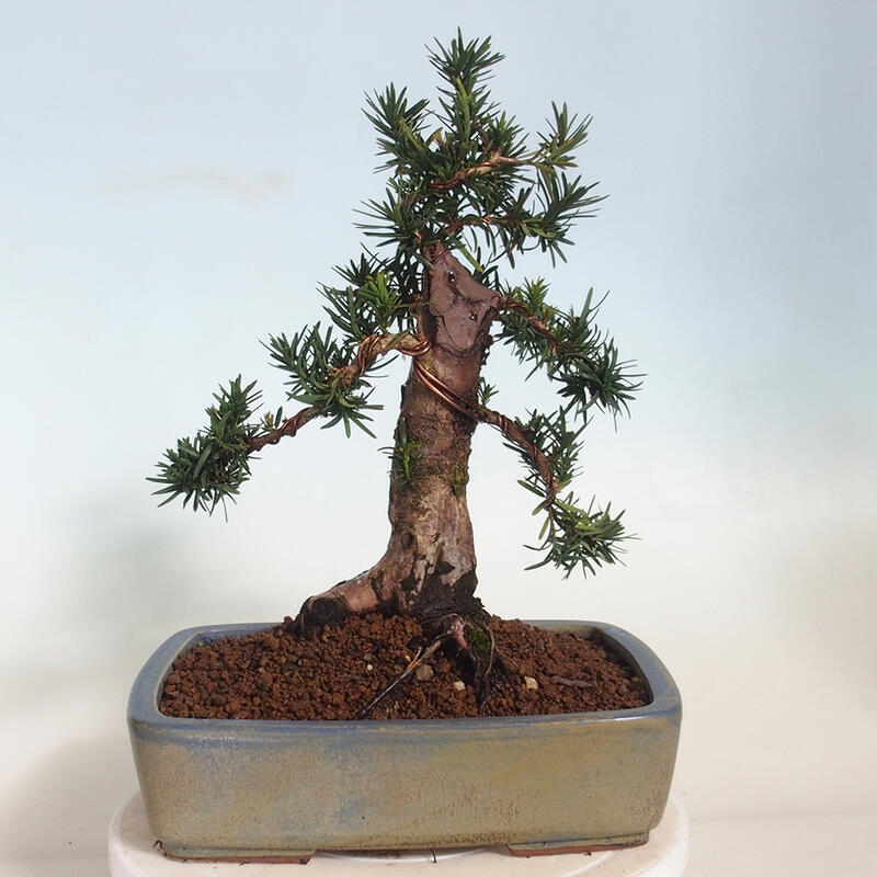 Outdoor bonsai - Taxus cuspidata - Japanese yew