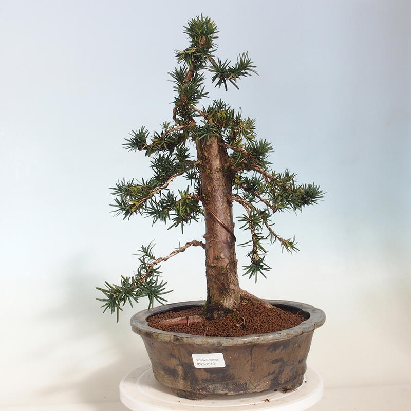 Outdoor bonsai - Taxus cuspidata - Japanese yew