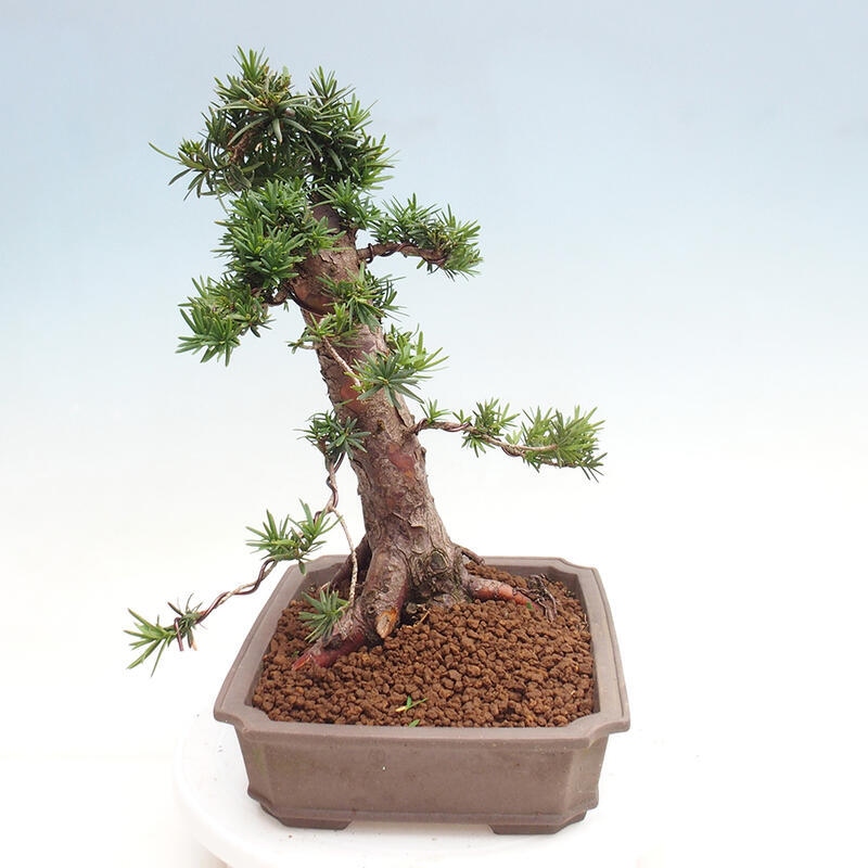 Outdoor bonsai - Taxus cuspidata - Japanese yew