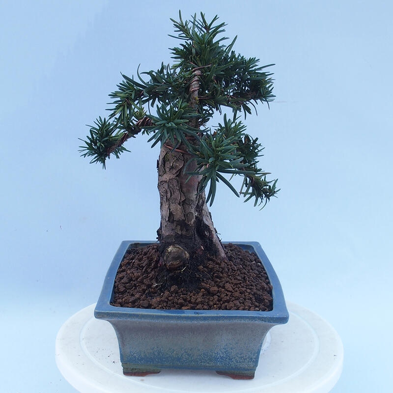 Outdoor bonsai - Taxus cuspidata - Japanese yew