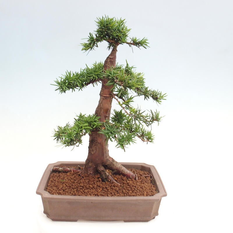 Outdoor bonsai - Taxus cuspidata - Japanese yew