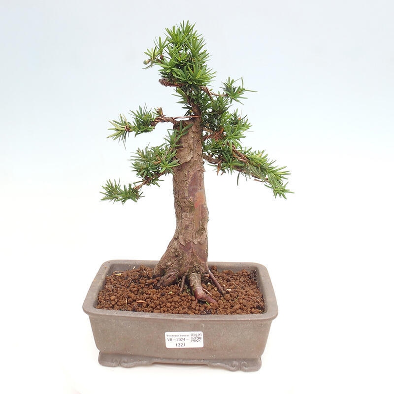 Outdoor bonsai - Taxus cuspidata - Japanese yew