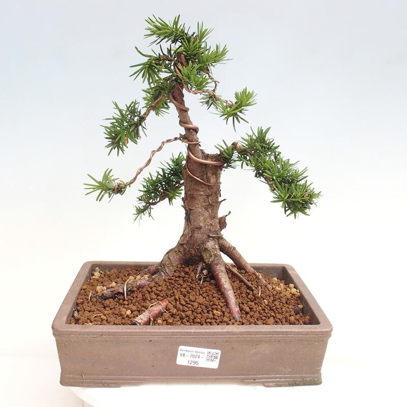 Outdoor bonsai - Taxus cuspidata - Japanese yew