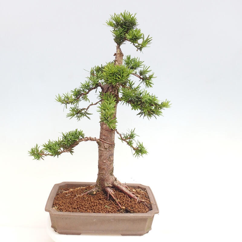 Outdoor bonsai - Taxus cuspidata - Japanese yew