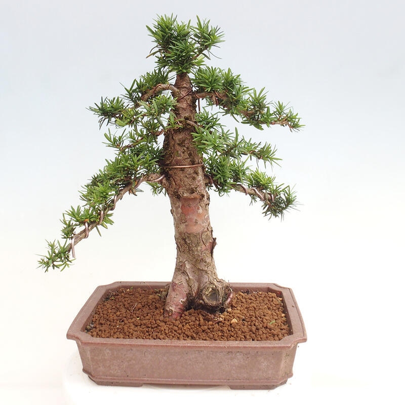 Outdoor bonsai - Taxus cuspidata - Japanese yew