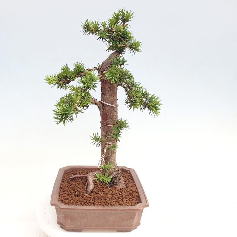 Outdoor bonsai - Taxus cuspidata - Japanese yew