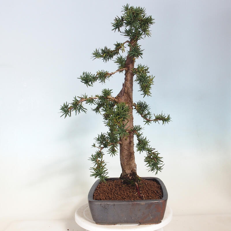 Outdoor bonsai - Taxus cuspidata - Japanese yew