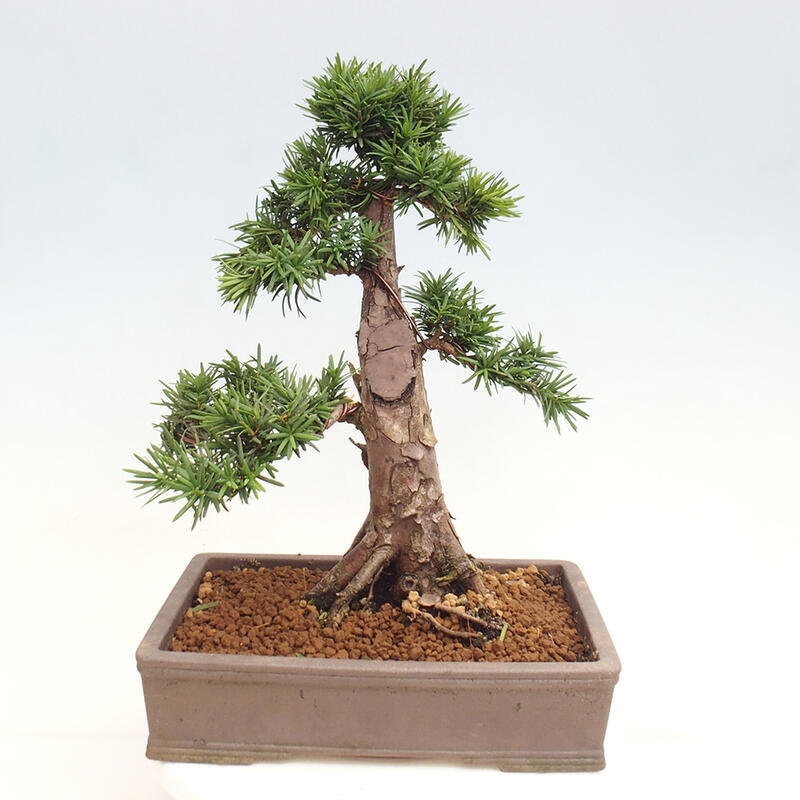 Outdoor bonsai - Taxus cuspidata - Japanese yew