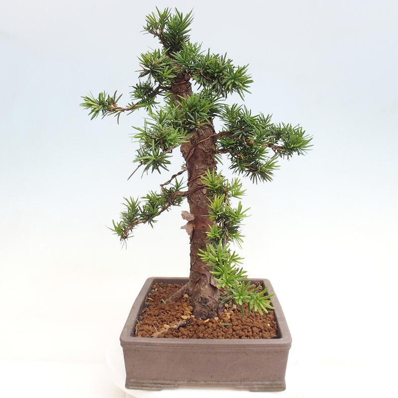 Outdoor bonsai - Taxus cuspidata - Japanese yew