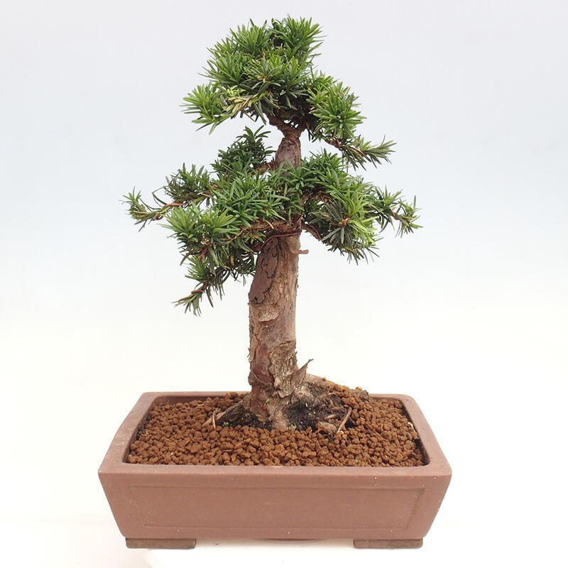 Outdoor bonsai - Taxus cuspidata - Japanese yew