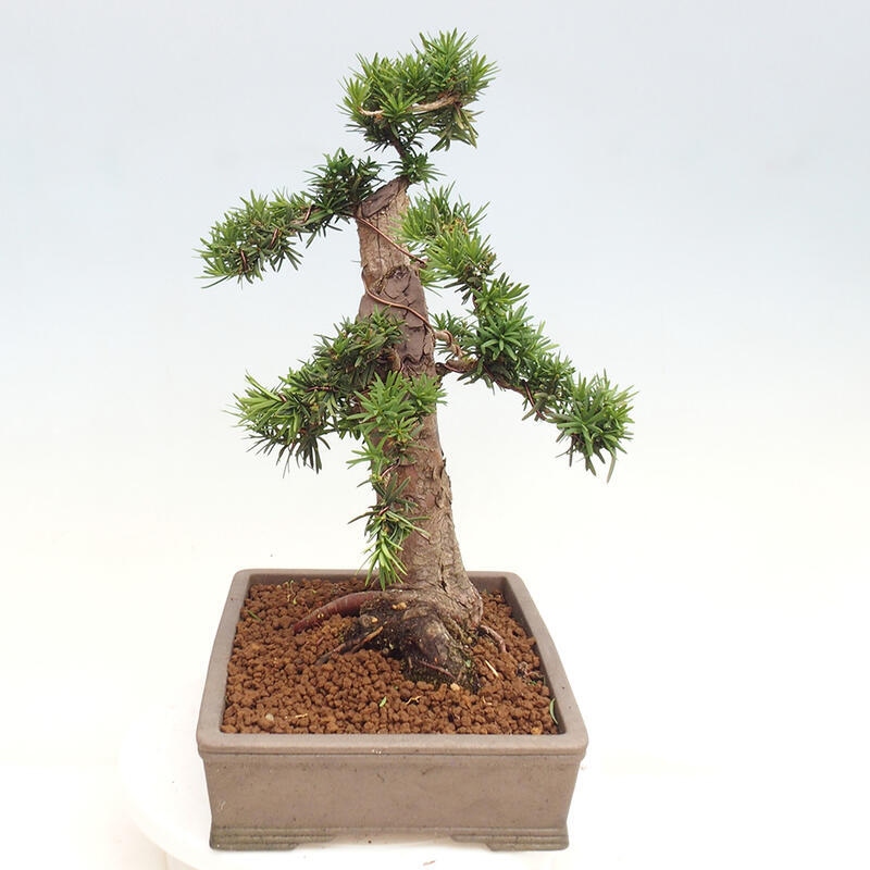 Outdoor bonsai - Taxus cuspidata - Japanese yew