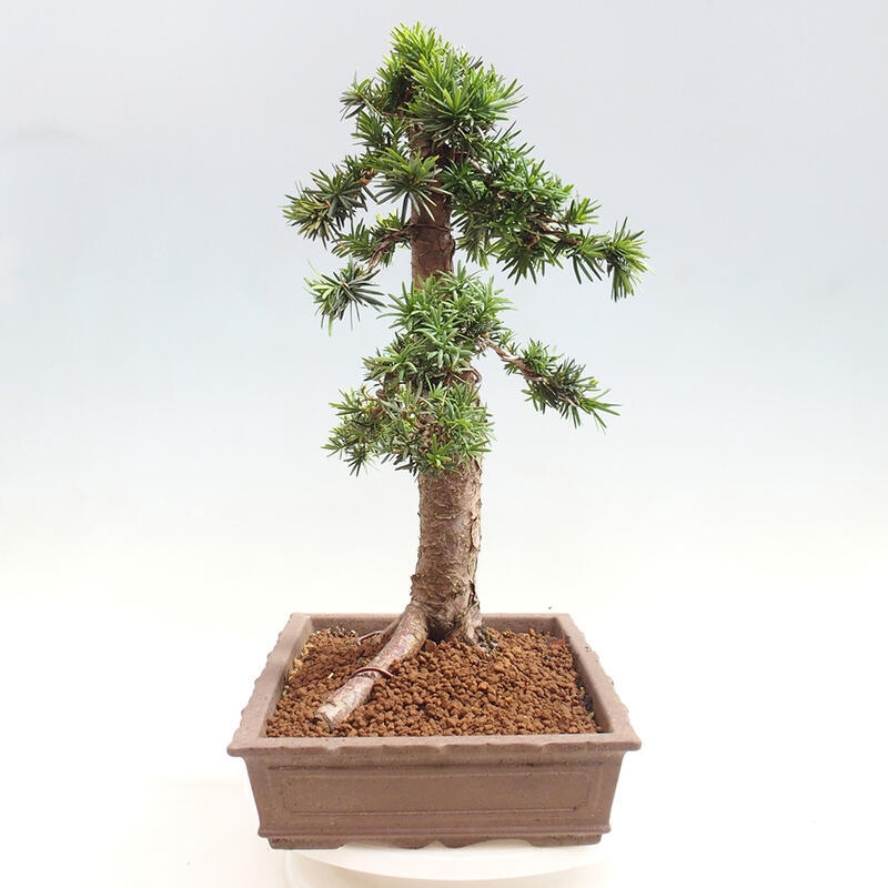 Outdoor bonsai - Taxus cuspidata - Japanese yew