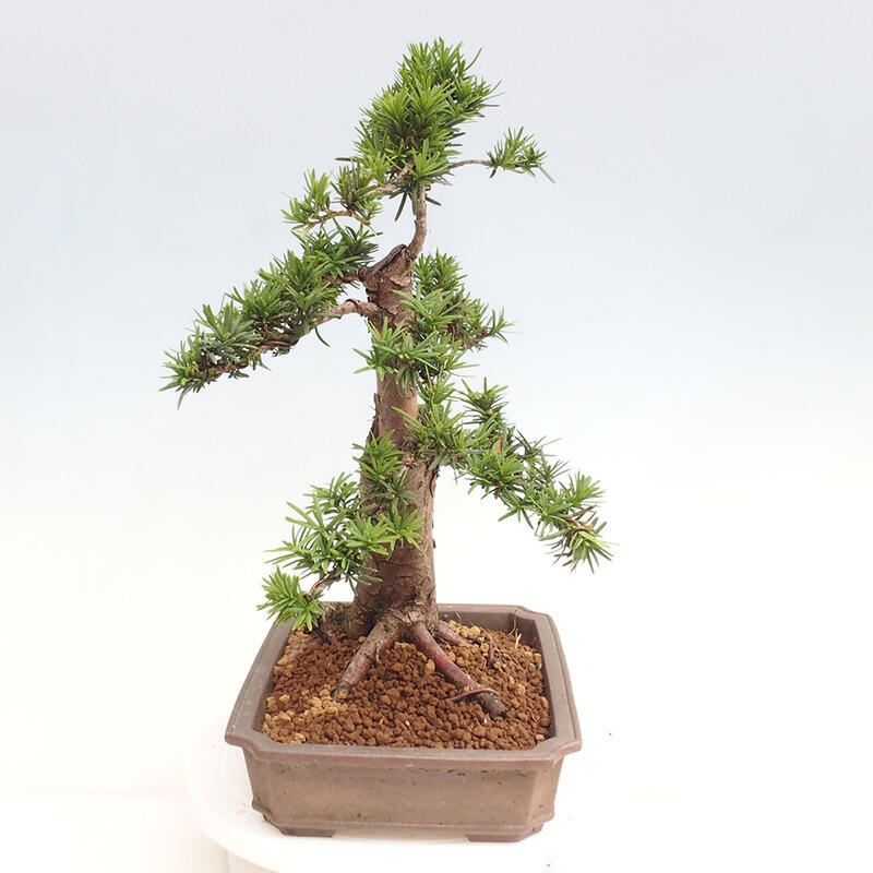 Outdoor bonsai - Taxus cuspidata - Japanese yew