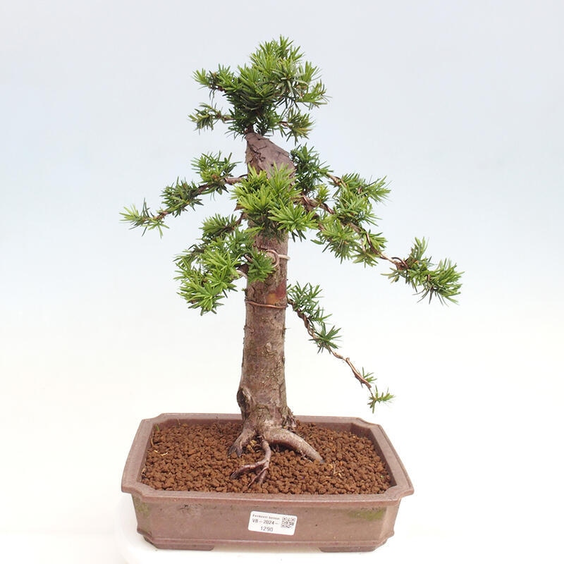 Outdoor bonsai - Taxus cuspidata - Japanese yew