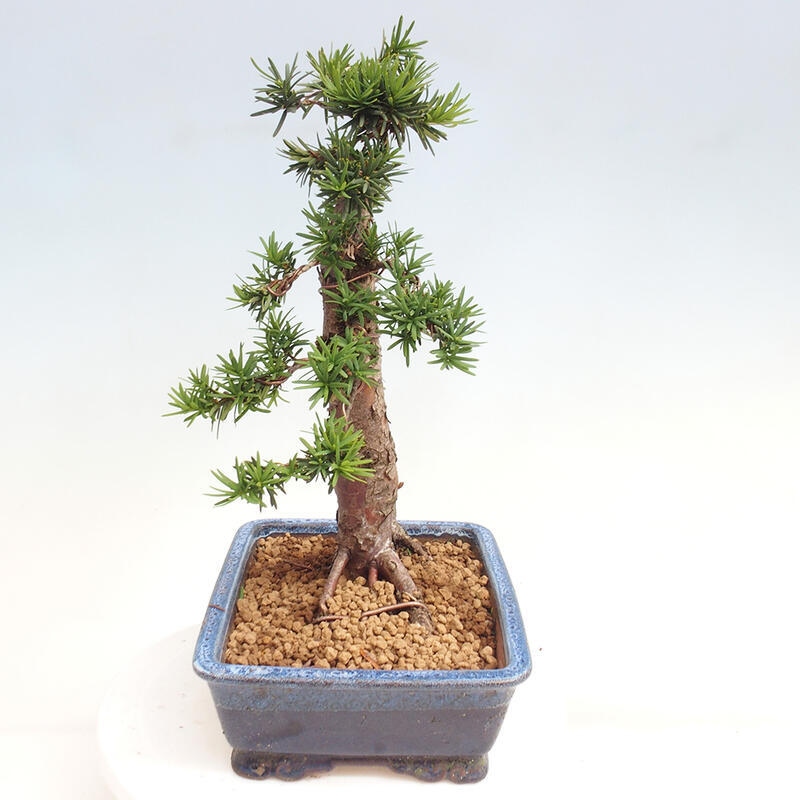 Outdoor bonsai - Taxus cuspidata - Japanese yew