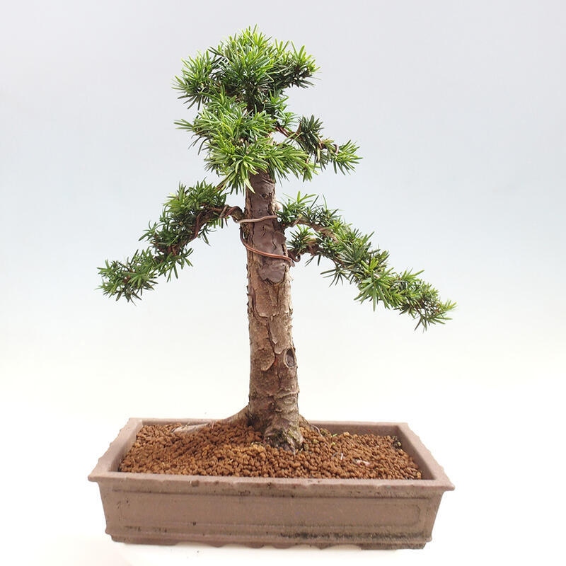 Outdoor bonsai - Taxus cuspidata - Japanese yew