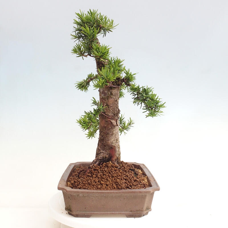 Outdoor bonsai - Taxus cuspidata - Japanese yew