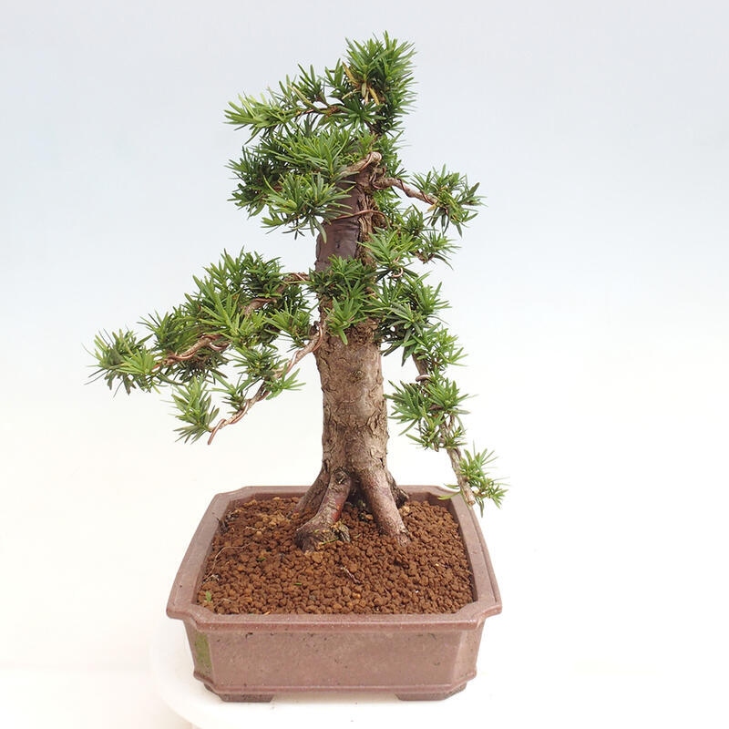 Outdoor bonsai - Taxus cuspidata - Japanese yew