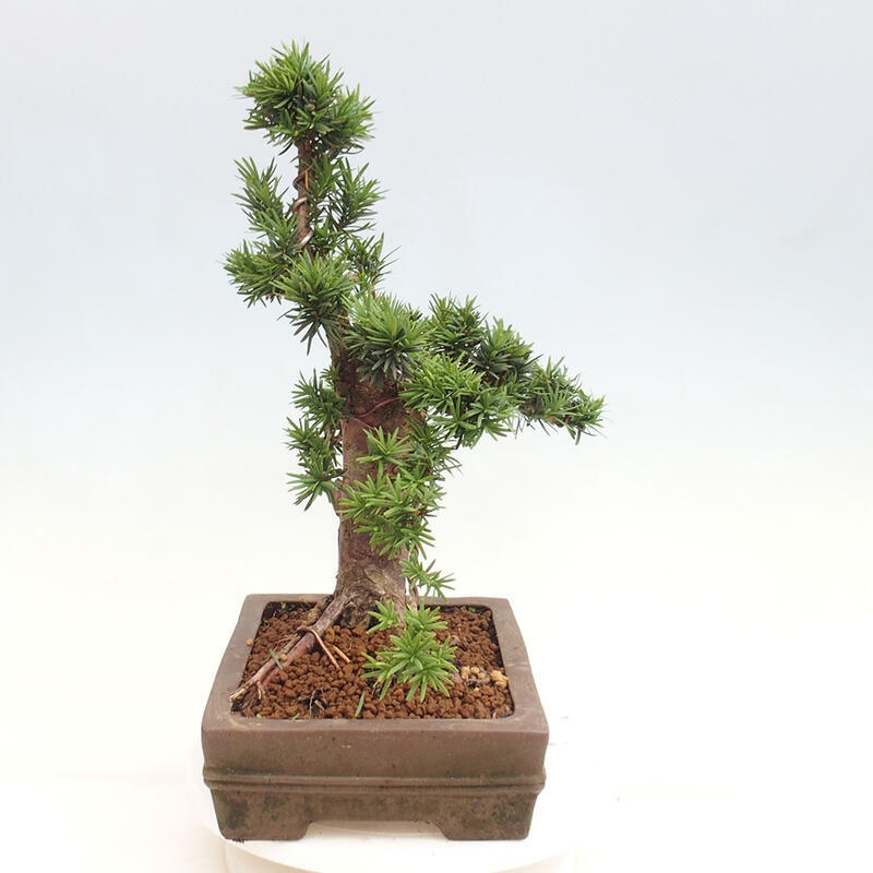 Outdoor bonsai - Taxus cuspidata - Japanese yew