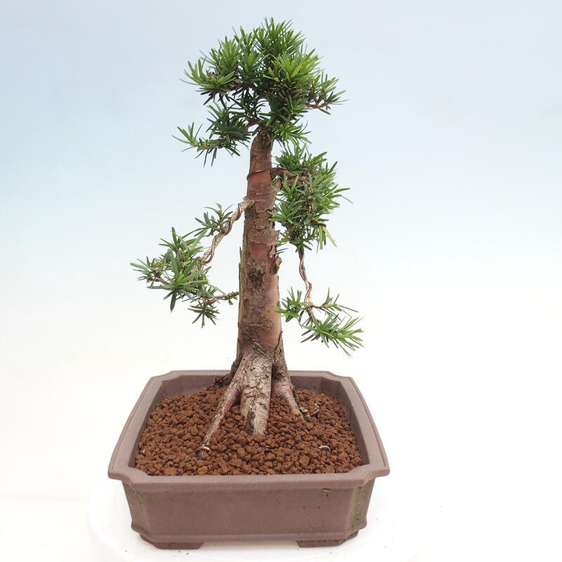 Outdoor bonsai - Taxus cuspidata - Japanese yew