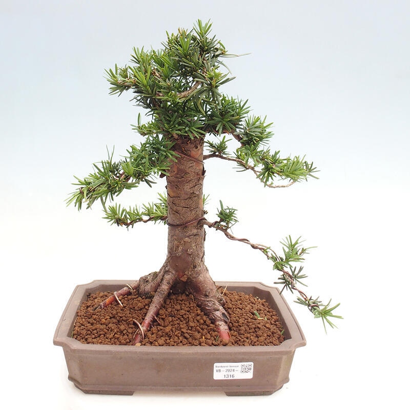 Outdoor bonsai - Taxus cuspidata - Japanese yew