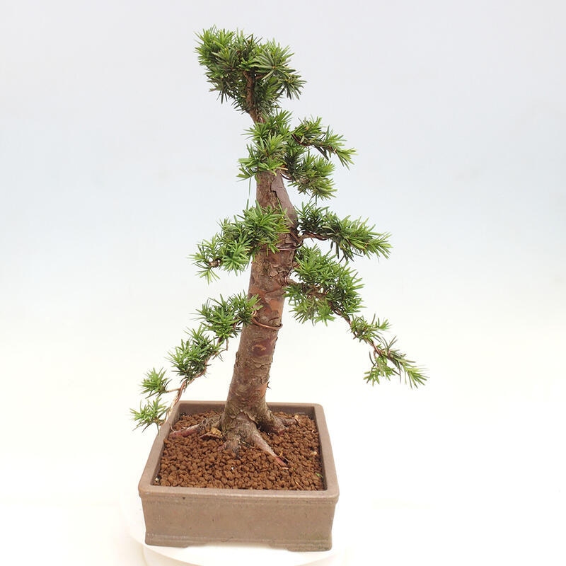 Outdoor bonsai - Taxus cuspidata - Japanese yew