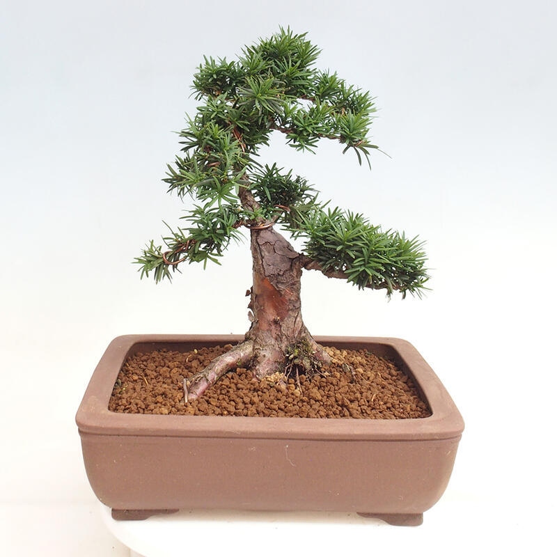 Outdoor bonsai - Taxus cuspidata - Japanese yew