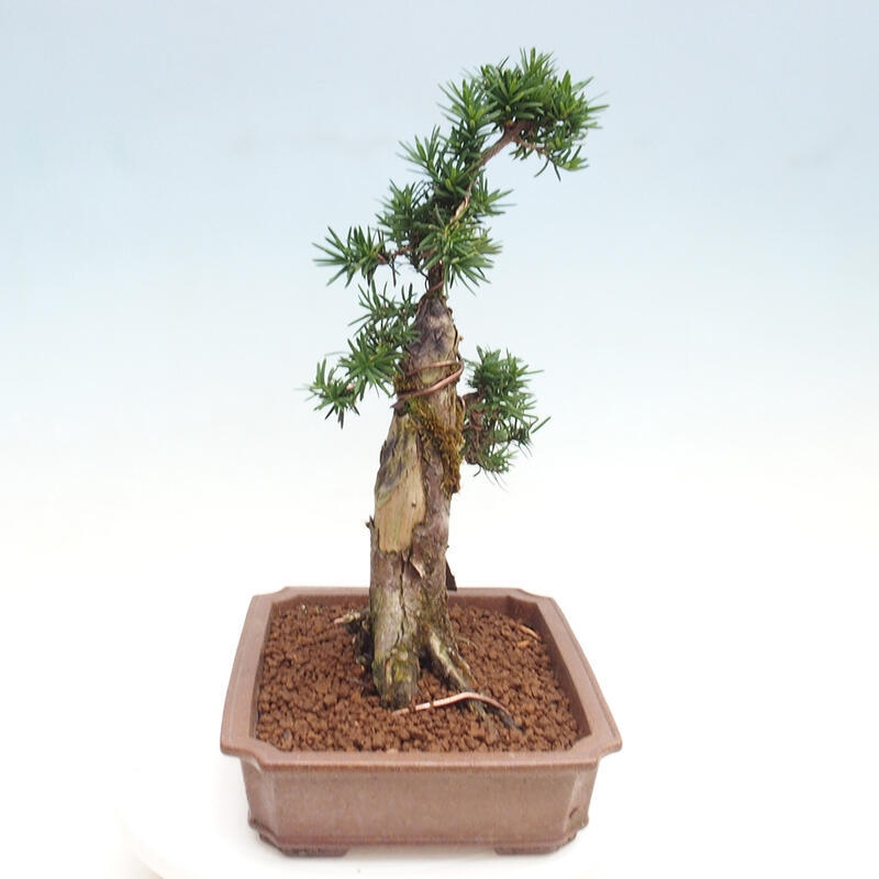 Outdoor bonsai - Taxus cuspidata - Japanese yew