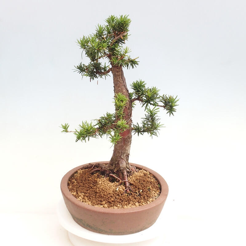 Outdoor bonsai - Taxus cuspidata - Japanese yew