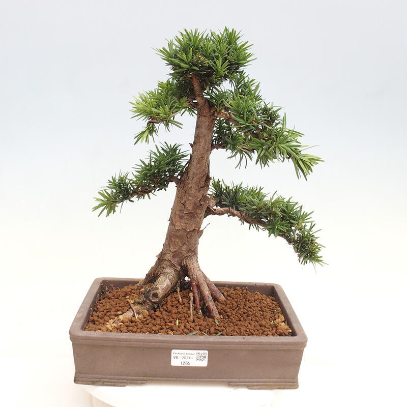 Outdoor bonsai - Taxus cuspidata - Japanese yew