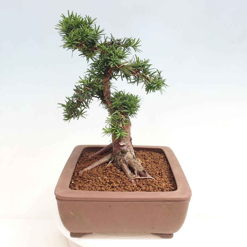 Outdoor bonsai - Taxus cuspidata - Japanese yew