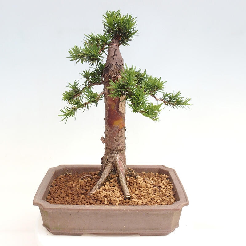 Outdoor bonsai - Taxus cuspidata - Japanese yew