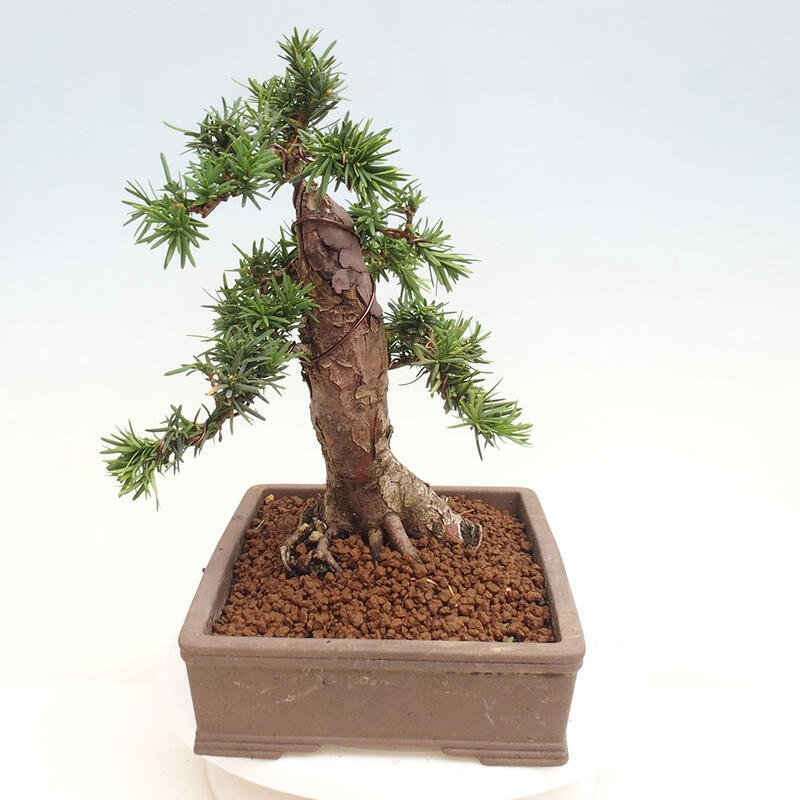 Outdoor bonsai - Taxus cuspidata - Japanese yew