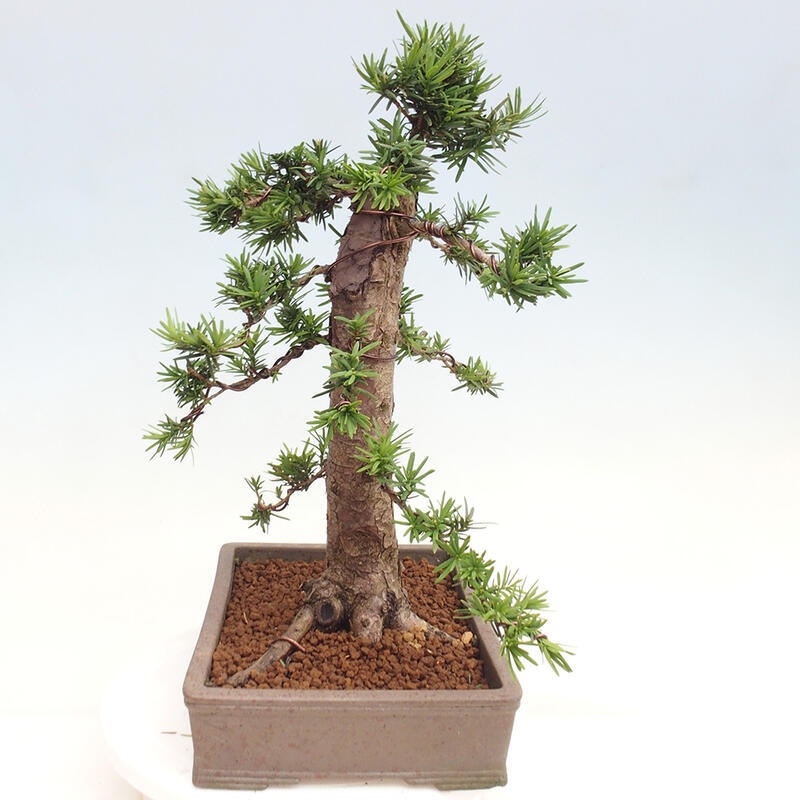 Outdoor bonsai - Taxus cuspidata - Japanese yew