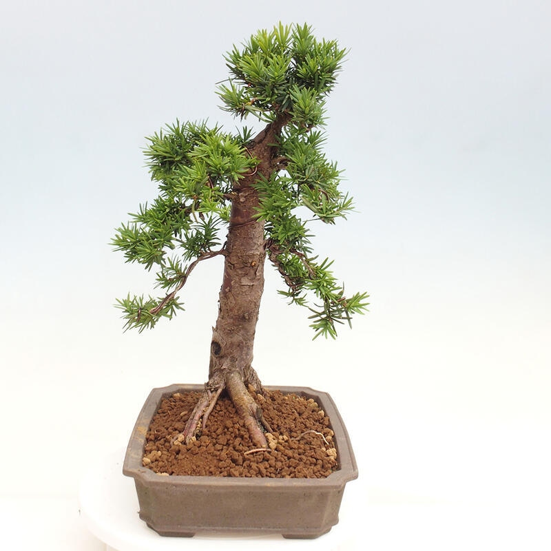 Outdoor bonsai - Taxus cuspidata - Japanese yew